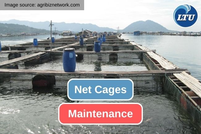 Maintenance System in Net Cage Cultivation